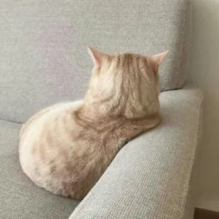 🐱 c92b47f2 cat, animal, pet, domestic animal, couch whatsapp sticker