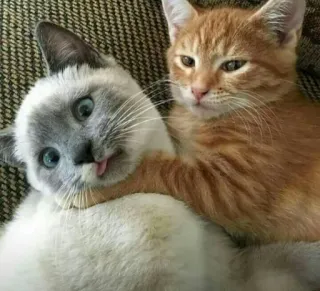 🐱 deab03ec cat, kitten, pet, animal, cute, funny, domestic animal, friendship whatsapp sticker