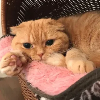 🐱 e802ecf9 cat, pet, animal, ginger cat, cute, domestic animal whatsapp sticker