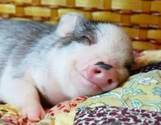 🐷 ebd162b6 piglet, sleeping pig, baby pig, cute animal, domestic animal, farm animal whatsapp sticker