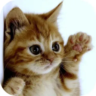 🐱 ebd17724 cat, kitten, animal, cute, pet, orange, tabby, waving, paw whatsapp sticker