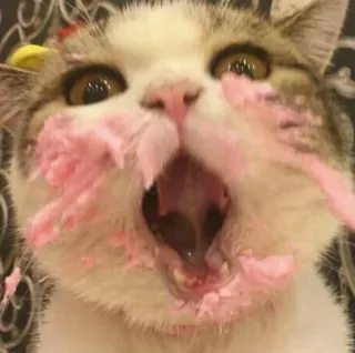 🐱 f801fed4 cat, animal, cake, dessert, sweet, food, funny, cute whatsapp sticker