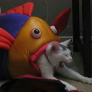 🐱 fd302ae7 cat, fish, animal, pet, funny, costume, humor whatsapp sticker