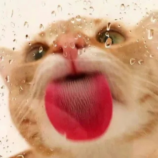 🐱 fd9b2877 cat, animal, licking, funny, pet, orange, domestic cat whatsapp sticker