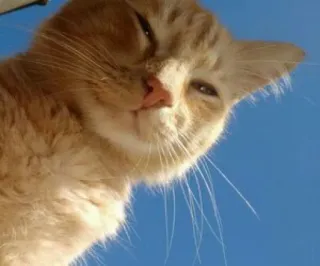 🐱 fe1e9af7 cat, animal, pet, feline, orange cat, sky, cute, domestic cat whatsapp sticker