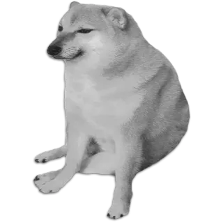 🤍 04292791 cachorro, meme, Cheems, triste, animal telegram sticker