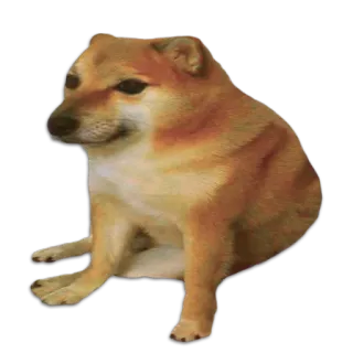 😏 2c74cc96 cachorro, cheems, shiba inu, meme, animal telegram sticker