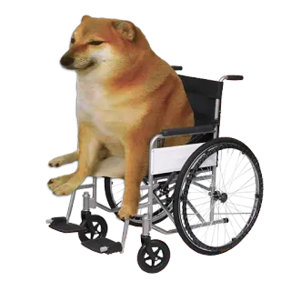 🦽 8ea578a3 Doge doge, cachorro, meme, cadeira de rodas, engraçado, deficiência telegram sticker