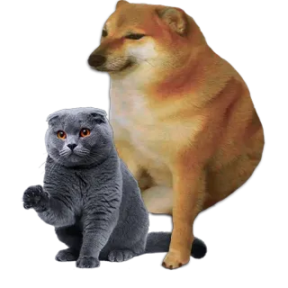 🐱 e52be684 gato, cão, cheems, meme, animal, animal de estimação telegram sticker