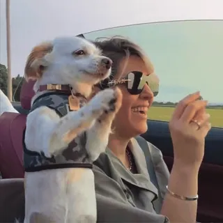 😍 9d5ab798 cane, donna, auto, occhiali da sole, animale domestico, guidare, esterno whatsapp sticker