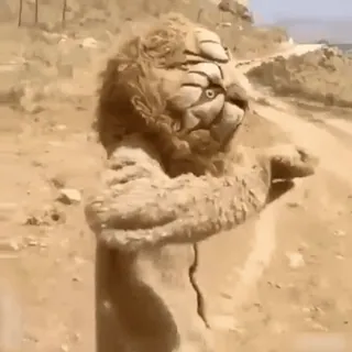 🥳 dbbdf13d leone, animale, mammifero, fauna selvatica, natura whatsapp sticker