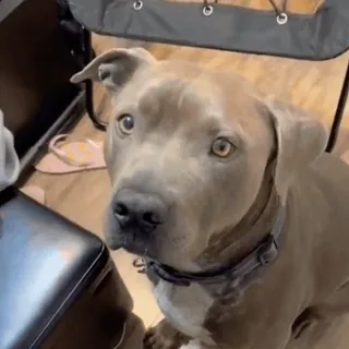 🤩 3e6d1a5e dog, animal, pet, domestic animal, grey, collar, portrait telegram sticker