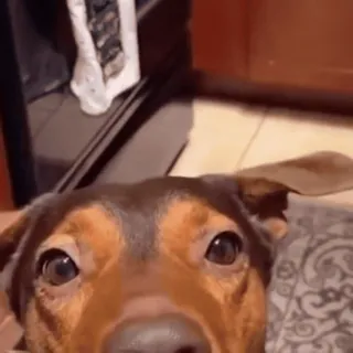 Песики и котики @stickroom telegram stickers