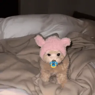 🤩 7cb1653b dog, pet, animal, hat, pacifier, cute telegram sticker