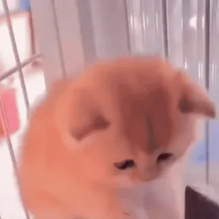 🤩 7fdacfc9 kitten, cat, cute, animal, pet, domestic animal, small animal telegram sticker