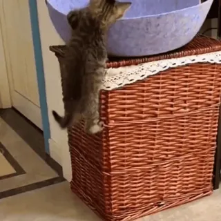 🤩 92927e78 cat, kitten, basket, animal, pet, domestic animal telegram sticker