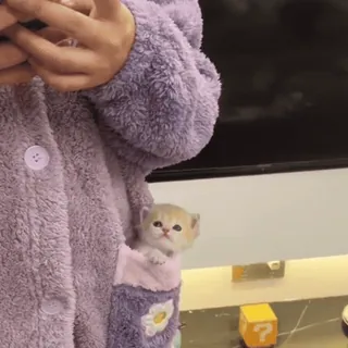 🤩 987ff738 cat, kitten, pocket, cute, animal, pet telegram sticker