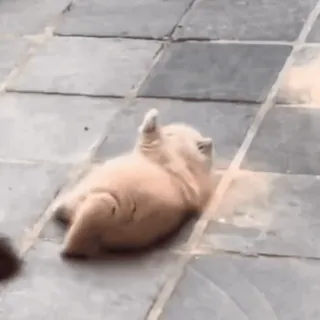 🤩 ad44933b cat, middle finger, offensive, funny, animal telegram sticker