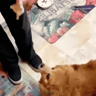 🤩 c2642092 dog, pet, golden retriever, animal, domestic animal telegram sticker