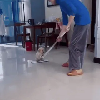 🤩 e9382019 dog, puppy, cleaning, mop, cute, animal telegram sticker