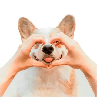 ❤️ 176e3ac2 cão, corgi, amor, coração, fofo, animal de estimação, animal whatsapp sticker