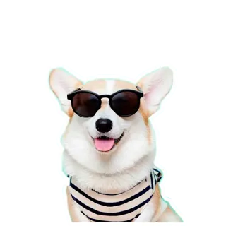 😎 1d94154d cão, corgi, óculos de sol, legal, animal de estimação, animal whatsapp sticker