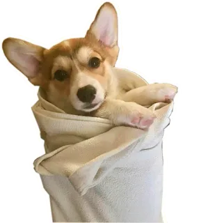 🌯 2f96cdfe cachorro, corgi, filhote, fofo, animal, animal de estimação, toalha whatsapp sticker