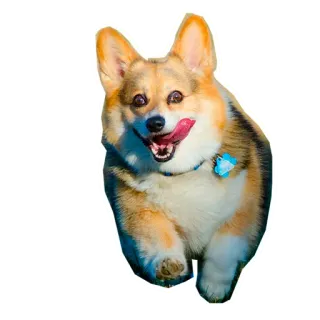 🤪 3e035454 corgi, cachorro, animal de estimação, animal, feliz, fofo whatsapp sticker