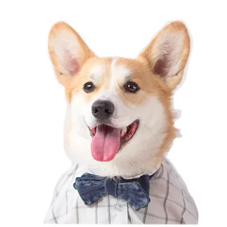 🤩 51c17000 corgi, cachorro, animal, gravata borboleta, animal de estimação, fofo, feliz, camisa whatsapp sticker