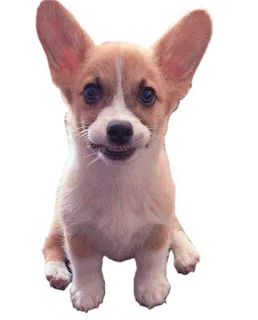 😬 c3bf5133 corgi, cachorro, filhote, animal, fofo, animal de estimação whatsapp sticker