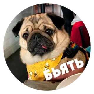 😐 1b67a355 Блять мопс, собака, ругательство, пчёлы telegram sticker