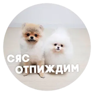 😠 6e6ea0af СЯС ОТПИЖДИМ собаки, померанский шпиц, милый, смешной, мем, русский telegram sticker