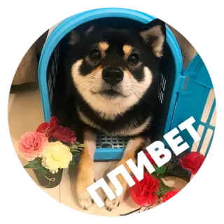 ☺️ 700de875 ПЛИВЕТ собака, шиба-ину, животное, милый, цветы, щенок, питомец telegram sticker