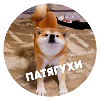 🐶 Пёськи тьмок @lennysticker telegram stickers
