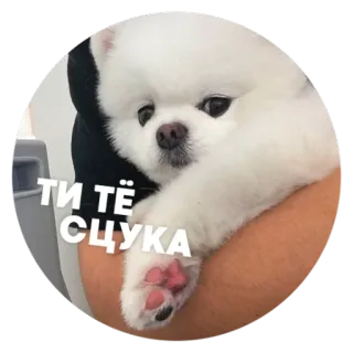 😠 774ff9f8 ТИ ТЁ СУКА собака, милый, померанский шпиц, домашнее животное, щенок, животное telegram sticker