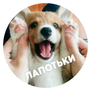 😍 77a3c3f0 ЛАПОТЬКИ собака, щенок, милый, корги, животное, питомец, лапотки telegram sticker