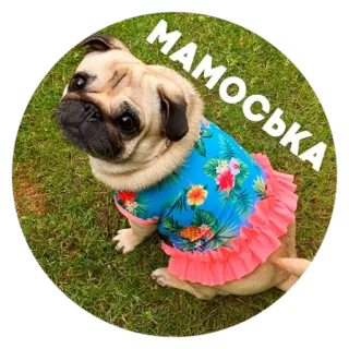 😱 8d687589 МАМОСЬКА мопс, собака, милый, животное, питомец, цветок, трава telegram sticker