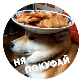 🍩 93ff755b НЯ ПОКУФАЙ собака, еда, тарелка, балансировка, русский telegram sticker