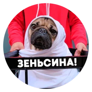 ☺️ 9ac7deef ЗЕНЬСИНА! собака, мопс, мем, смешной, животное, питомец, шарф telegram sticker