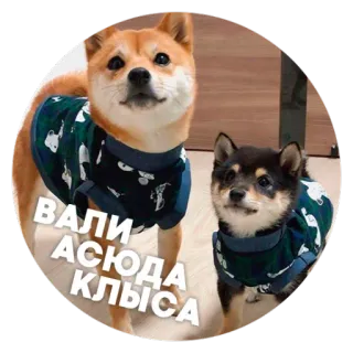 🐶 Пёськи тьмок @lennysticker telegram stickers