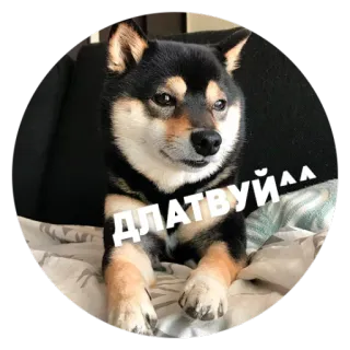 ☺️ a5c39816 Длатвуйла собака, сиба ину, животное, питомец, милый, мем, смешной, приветствие telegram sticker