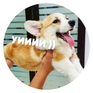 😂 ac314b66 УИИИИ)) собака, корги, питомец, животное, милый, домашнее животное telegram sticker