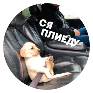 ☺️ b5955d29 СЯ ПЛИЕДУ собака, щенок, ремень безопасности, машина, смешной, милый, русский telegram sticker