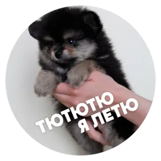 ☺️ cd7b3894 ТЮТЮ Я ЛЕТЮ щенок, собака, милый, домашнее животное, животное, помски telegram sticker