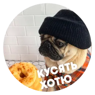 🍩 d1c2e37a КУСЯТЬ
ХОТЮ собака, мопс, пончик, шляпа, русский, текст telegram sticker