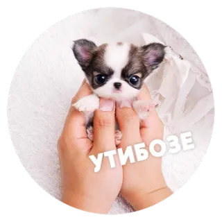 😍 d7fde192 УТИБОЗЕ собака, щенок, милый, животное, чихуахуа, маленькая собака telegram sticker