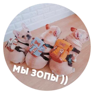 😃 d8b9d4d0 МЫ ЗОПЫ)) собаки, французские бульдоги, рюкзаки, животные, милые, домашние животные telegram sticker