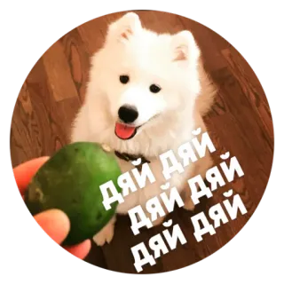 😱 dc64cc13 ДЯЙ ДЯЙ ДЯЙ ДЯЙ собака, милый, русский, самоед, питомец, животное telegram sticker