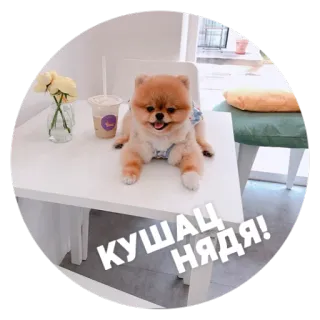 🍿 eacfe127 КУШАЦ НЯДЯ! собака, милый, померанский шпиц, стол, цветы, текст telegram sticker