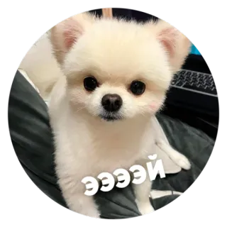 😠 ed4515eb ЭЭЭЭЙ собака, милый, питомец, животное, щенок telegram sticker